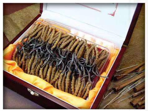 阿勒泰冬虫夏草回收